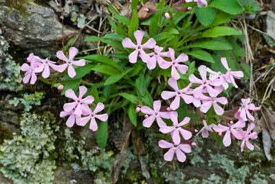 Wild Pinks (Silene caroliniana var. wherryi 'Short and Sweet')