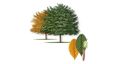 American Hophornbeam (Ostrya virginiana)