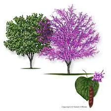 Redbud (Cercis canadensis)