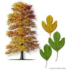 Sassafras (Sassafras albidum)
