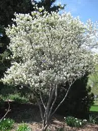 Serviceberry (Amalanchier laevis)