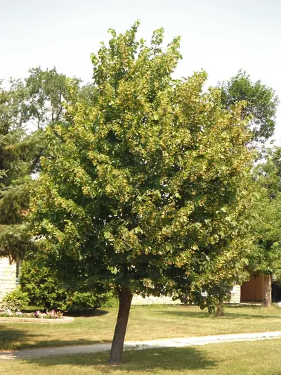 Basswood (Tilia americana)