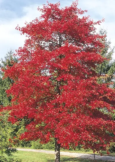 Blackgum (Nyssa sylvatica)