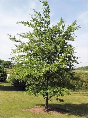 Shingle Oak (Quercus imbricaria)