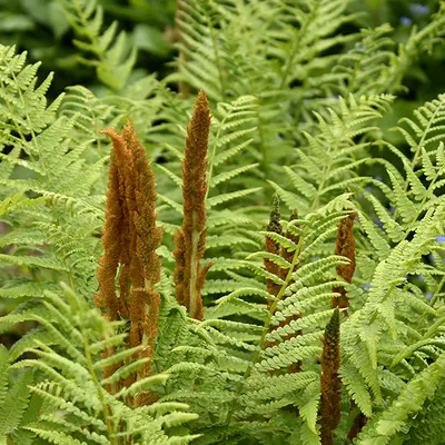 Cinnamon Fern (Osmunda cinnamomea)