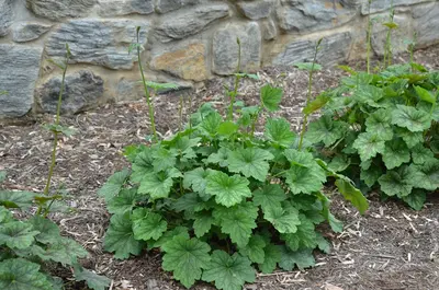 Coral bells (Heuchera americana)
