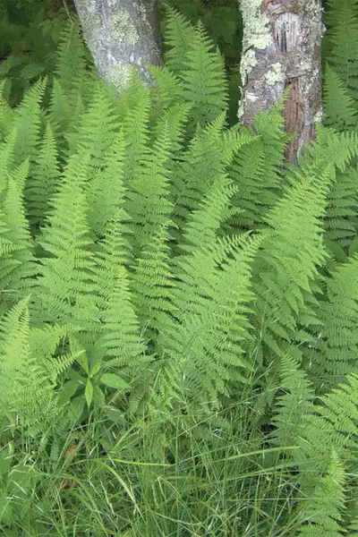 Hayscented Fern (Dennstaedtia punctilobula)