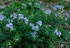 Jacob's Ladder (Polemonium reptans)
