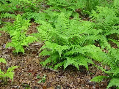 Lady Fern (Athyrium filix-femina)