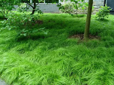 Pennsylvania Sedge (Carex pennsylvanica)