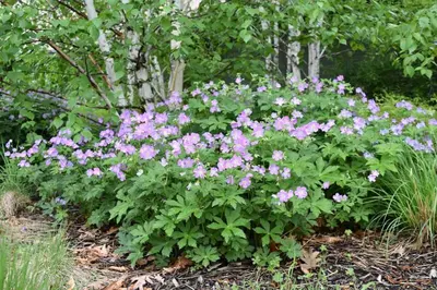 wild geranium (Geranium maculatum)