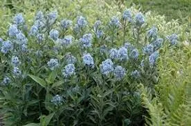 Bluestar (Amsonia hubrichtii)