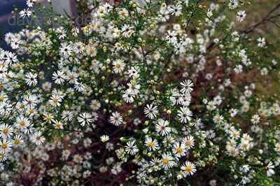 Hairy field aster (Symphyotrichum pilosum)