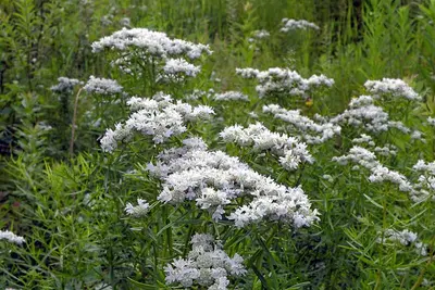 Narrow leaf mountainmint (Pycnanthemum tenuifolium)