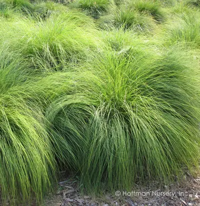 Prairie Dropseed (Sporobolus heterolepis)