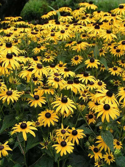 Rudbeckia (Rudbeckia fulgida' goldstrum')