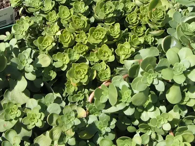 Sedum (Sedum ternatum 'Larinem Park')