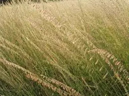 Sideoats Grama (Bouteloua curtipendula)