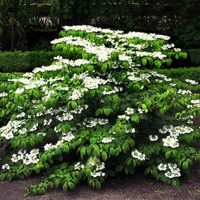 Arrowwood viburnum (Viburnum dentatum)