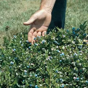 Lowbush Blueberry (Vaccinium angustifolium)