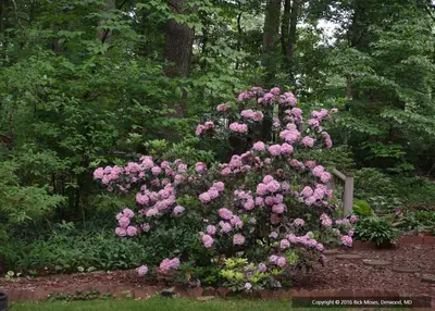 Mountain Laurel (Kalmia latifolia)