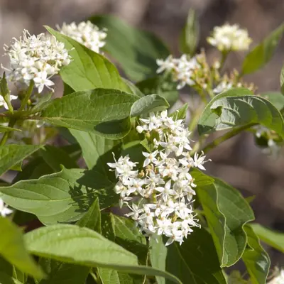 Red-twig Dogwood (Cornus stolonifera)