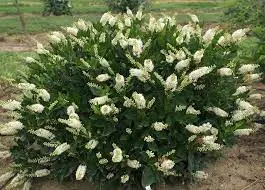 Dwarf Summersweet (Clethra alnifolia 'hummingbird')