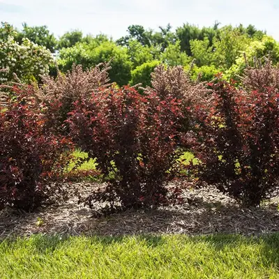 Eastern Ninebark (Physocarpus opulifolius 'tiny wine')