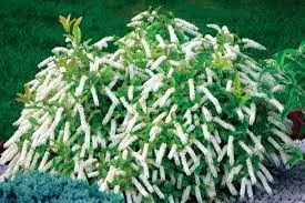 Sweetspire (Itea virginiana dwarf)