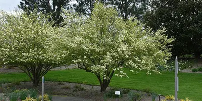 Blackhaw Viburnum (Viburnum prunifolium)