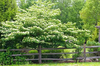 Pagoda dogwood (Cornus alternifolia)