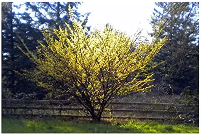Witchhazel (Hamamelis virginiana)