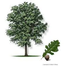 Burr Oak (Quercus macrocarpa)