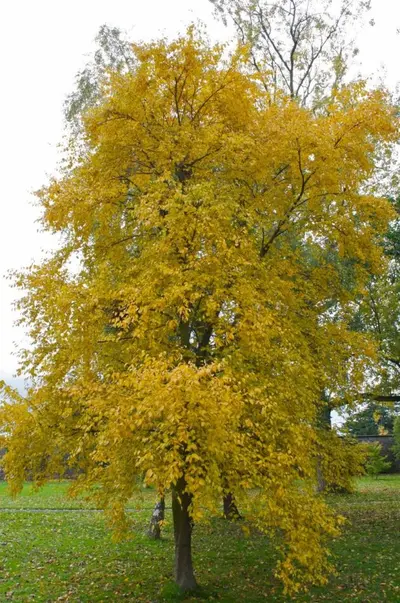 Sweet Birch (Betula lenta)