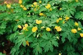 Celandine Poppy (Stylophorum diphyllum)