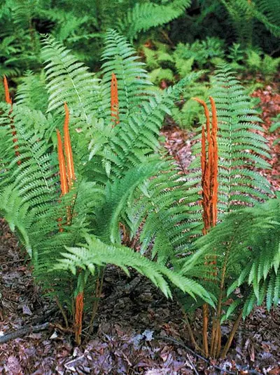 Cinnamon Fern (Osmunda cinnamomea)
