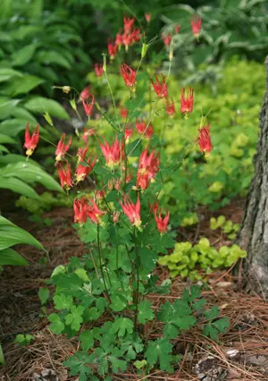 Columbine (Aquilegia canadensis)