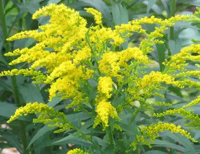 Fragrant Golden rod (Solidago odora)