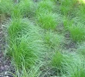Pennsylvania Sedge (Carex pennsylvanica)