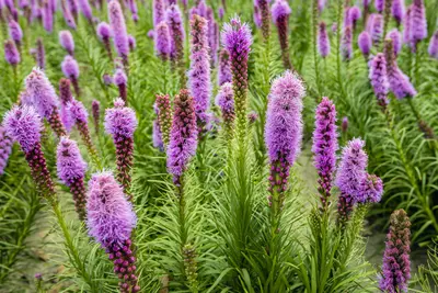 Blazing star (Liatris spicata)