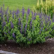 Blue False indigo (Baptisia australis)