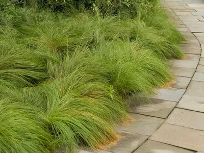 prairie dropseed (Sporobulus heterolepis)