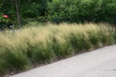 Tufted Hairgrass (Deschampsia cespitosa)