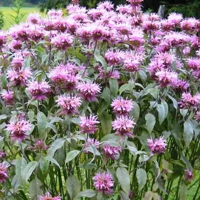 Wild Bergamot (Monarda fistulosa)