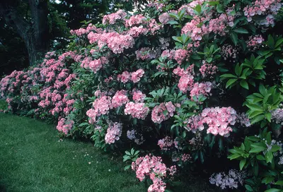 Mountain Laurel (Kalmia latifolia)