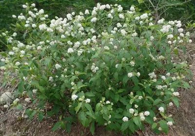 New Jersey Tea (Ceanothus americanus)