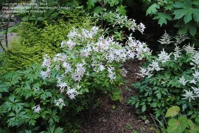 Swamp Azalea (Rhododendron viscosum)