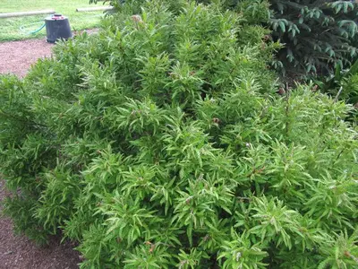 Sweetfern (Comptonia peregrina)