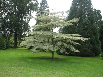 Alternate leaf Dogwood (Cornus alternifolia)