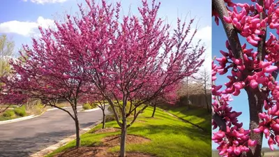 Redbud (Cercis canadensis)